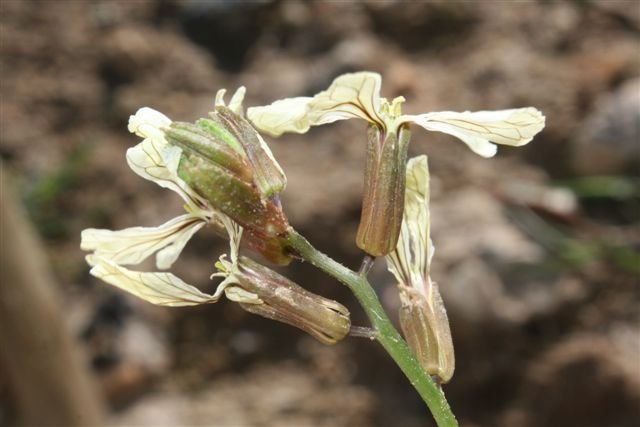 Eruca sativa - Baou de la Saoupe